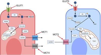 Frontotemporal Dementia and Glucose Metabolism